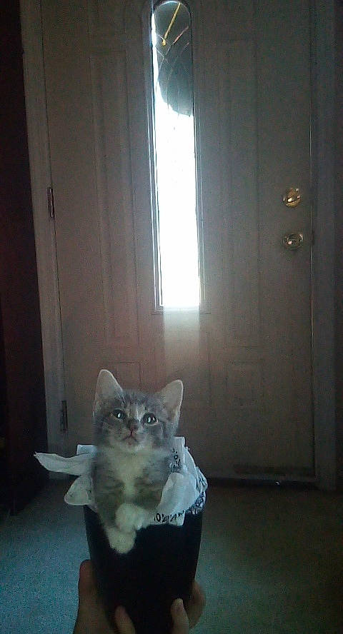 Puma is registered to the contest to win money with this photo: asian, burmilla, carnivore, cat, domestic_short_haired_cat, european_shorthair, fawn, felidae, fur, kitten, small_to_medium_sized_cats, tail, tonkinese, whiskers