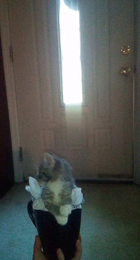 Puma is registered to the contest to win money with this photo: canidae, carnivore, cat, dog, dog_breed, fawn, fur, non_sporting_group, shih_tzu, toy_dog