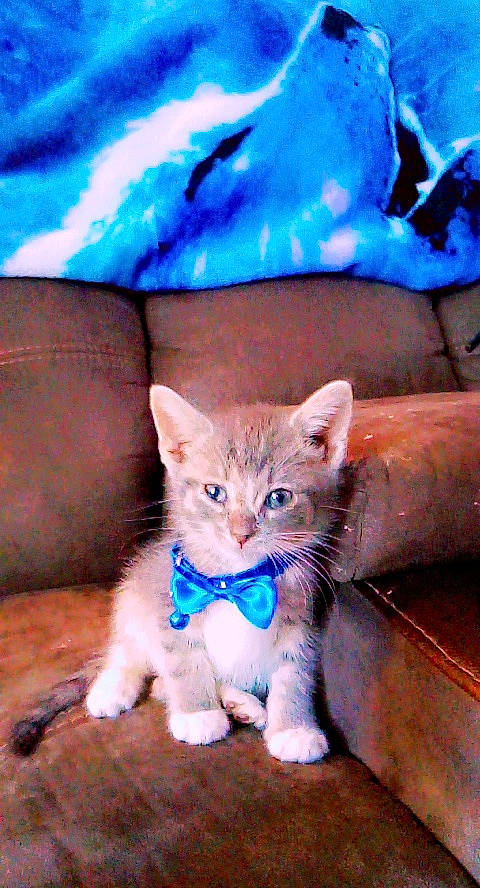 Puma joined the competition — help win amazing prizes! asian, carnivore, cat, domestic_short_haired_cat, european_shorthair, fawn, felidae, german_rex, kitten, mammal, ojos_azules, polydactyl_cat, small_to_medium_sized_cats, snout, vertebrate, whiskers