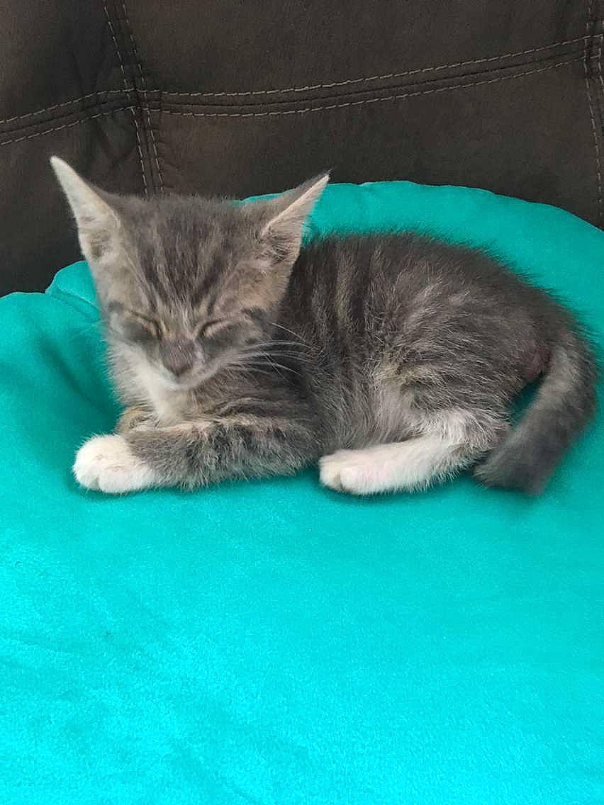 Puma is registered to the contest to win money with this photo: american_shorthair, asian, british_shorthair, carnivore, cat, chartreux, domestic_short_haired_cat, european_shorthair, felidae, kitten, korat, mammal, nap, pixie_bob, russian_blue, small_to_medium_sized_cats, tabby_cat, whiskers