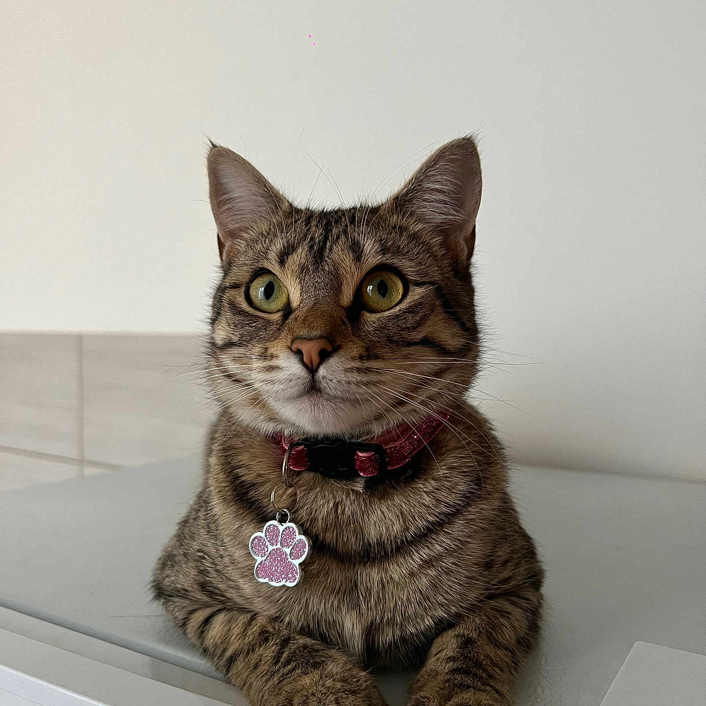 Lova a rejoint le concours — aidez-le/la à gagner de superbes lots ! abyssinian, accessories, animal, bodypart, cat, collar, egyptiancat, formalwear, hardwood, jewelry, kitten, manx, mouth, necklace, ornament, person, pet, strap, tie, wood