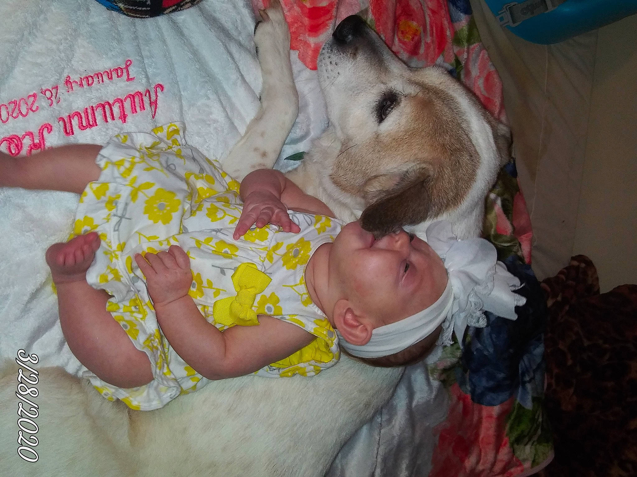 Autumn is registered to the contest to win money with this photo: baby, canidae, child, fawn, person