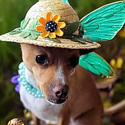 Betsy is registered to the contest to win money with this photo: accessory, adorable, animal, beads, butterfly_wings, closeup, costume, cute, dog, flower, green_background, hat, nature, necklace, outdoor, pet, portrait, small_dog, straw_hat, whimsical
