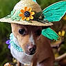 dog, small_dog, hat, straw_hat, flower, butterfly_wings, costume, necklace, beads, animal, pet, outdoor, green_background, cute, portrait, closeup, whimsical, accessory, nature, adorable