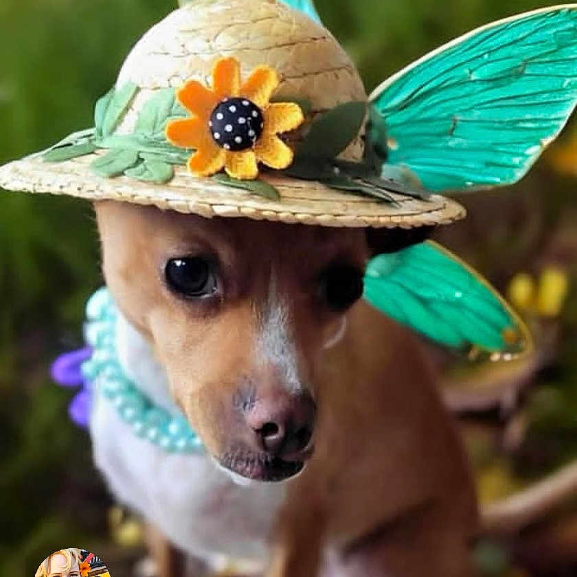Betsy is registered to the contest to win money with this photo: accessory, adorable, animal, beads, butterfly_wings, closeup, costume, cute, dog, flower, green_background, hat, nature, necklace, outdoor, pet, portrait, small_dog, straw_hat, whimsical