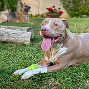 Charles is registered to the contest to win money with this photo: dog, pit_bull, german_shepherd, grass, tennis_ball, outdoor, pet, animal, tongue_out, panting, garden, flower_pot, log, greenery, summer, relaxed, canine, playful, nature, yard