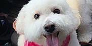 Maisie is registered to the contest to win money with this photo: dog, white_dog, fluffy, pet, car_interior, water_bottle, cup_holder, pink_bandana, happy, tongue_out, close_up, seat, leather, collar, car_door, vehicle, smiling, companion, domestic_animal, travel