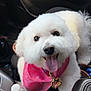 car_door, car_interior, close_up, collar, companion, cup_holder, dog, domestic_animal, fluffy, happy, leather, pet, pink_bandana, seat, smiling, tongue_out, travel, vehicle, water_bottle, white_dog