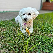 Maisie joined the competition — help win amazing prizes! dog, white_dog, grass, outdoor, bread, pet, animal, paw, fur, collar, house, yard, daylight, nature, relaxed, cute, canine, small_dog, closeup, background_blur