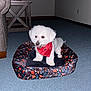 Maisie is registered to the contest to win money with this photo: dog, white_dog, pet_bed, bandana, red_bandana, carpet, indoor, furniture, table, air_conditioner, room, window, animal, cute, small_dog, fluffy, pet, floor, living_room, domestic_animal