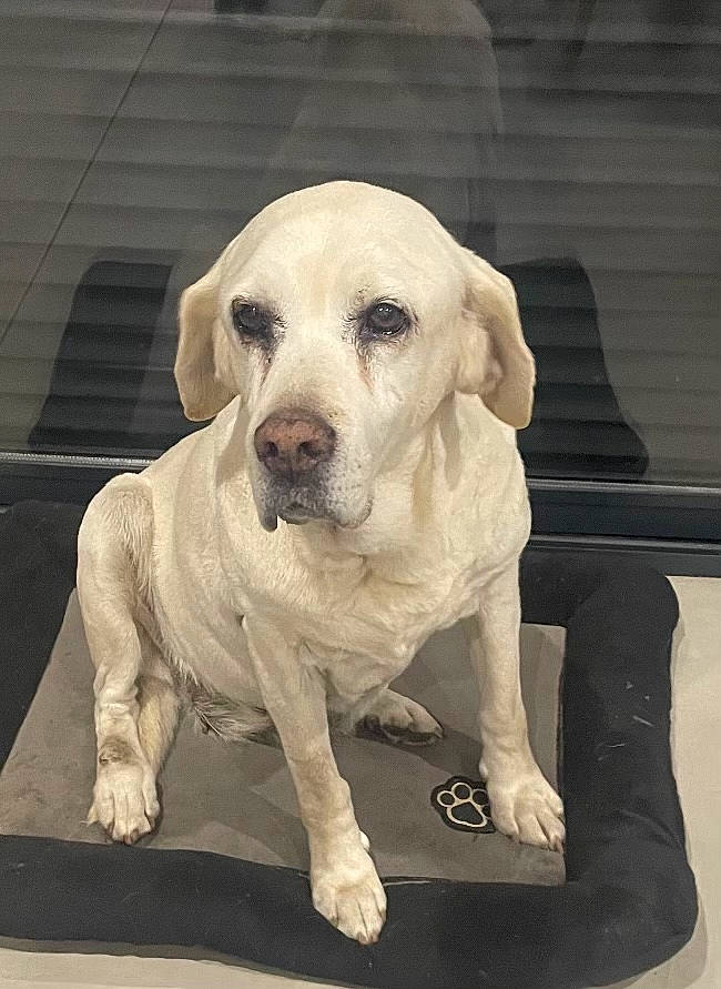 Léa participe au concours pour gagner de l'argent avec cette photo : canidae, carnivore, collar, companion_dog, dog, dog_breed, dog_collar, eye, fawn, fur, head, non_sporting_group, puppy, sitting, snout, sporting_group, whiskers, working_animal