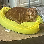 Buddy is registered to the contest to win money with this photo: cat, orange_tabby, pet_bed, yellow_bed, indoor, floor, furniture, cozy, relaxed, plush, domestic_cat, household, resting, tabby_pattern, flooring, home_interior, cat_bed, cute, animal, pet