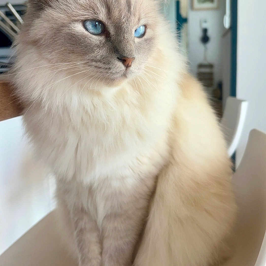 Chacha a rejoint le concours — aidez-le/la à gagner de superbes lots ! animal, blue_eyes, calm, cat, chair, close_up, cute, domestic_animal, feline, fluffy, fur, furniture, household, indoor, light, pet, portrait, relaxed, sitting, whiskers