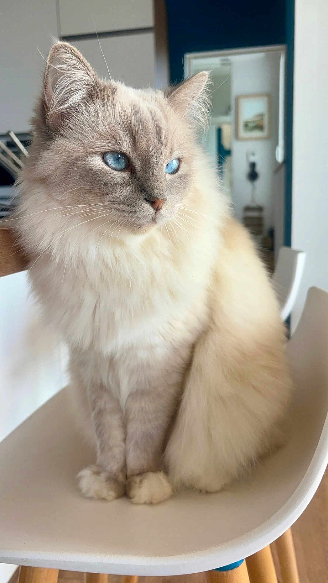 Chacha a rejoint le concours — aidez-le/la à gagner de superbes lots ! cat, blue_eyes, fluffy, sitting, chair, indoor, fur, pet, domestic_animal, whiskers, cute, feline, portrait, animal, close_up, household, relaxed, calm, light, furniture