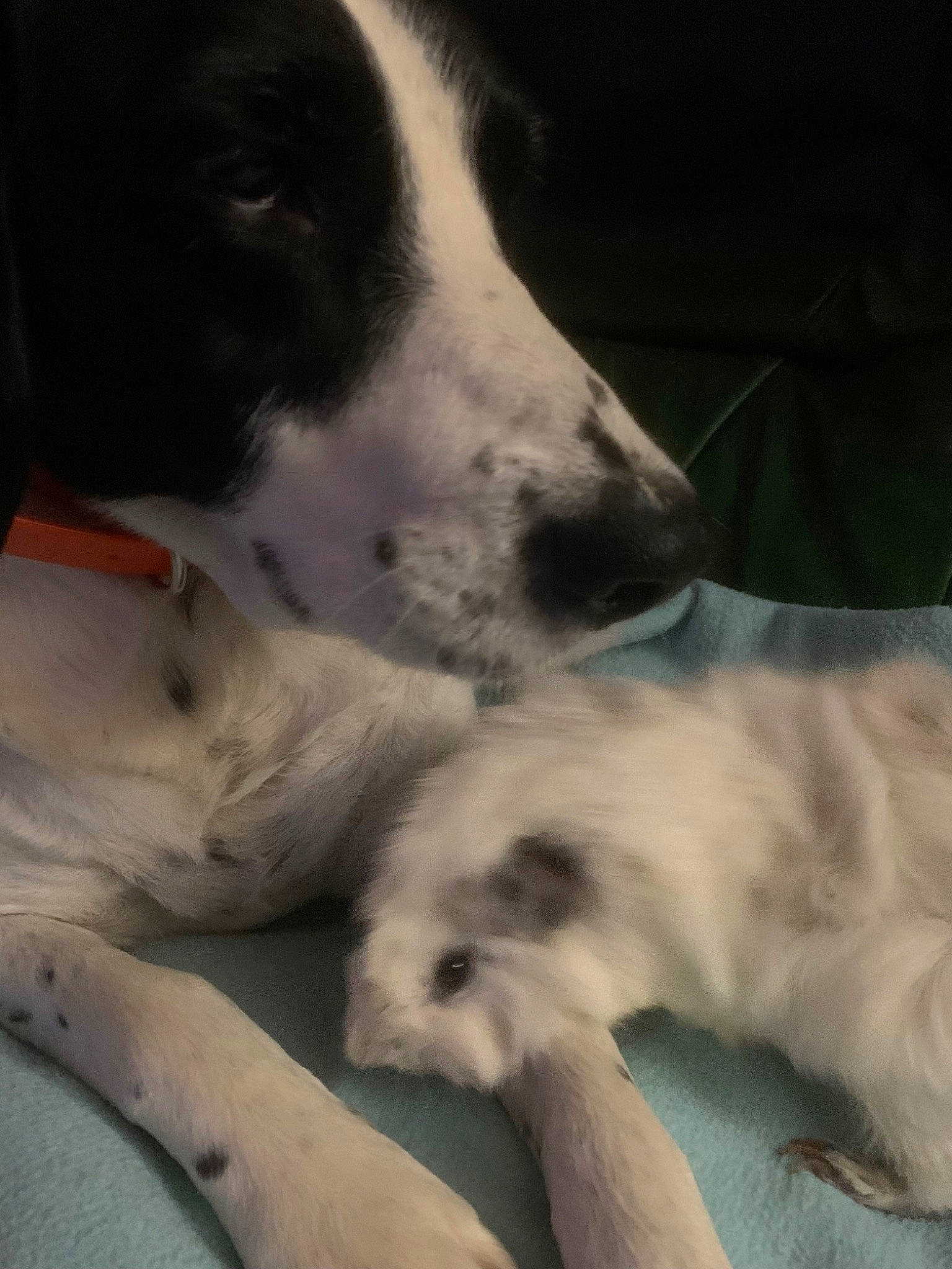 Yoko a rejoint le concours — aidez-le/la à gagner de superbes lots ! bored, canidae, carnivore, comfort, companion_dog, dog, dog_breed, fawn, felidae, fur, nap, non_sporting_group, paw, snout, sporting_group, terrestrial_animal, whiskers, working_animal