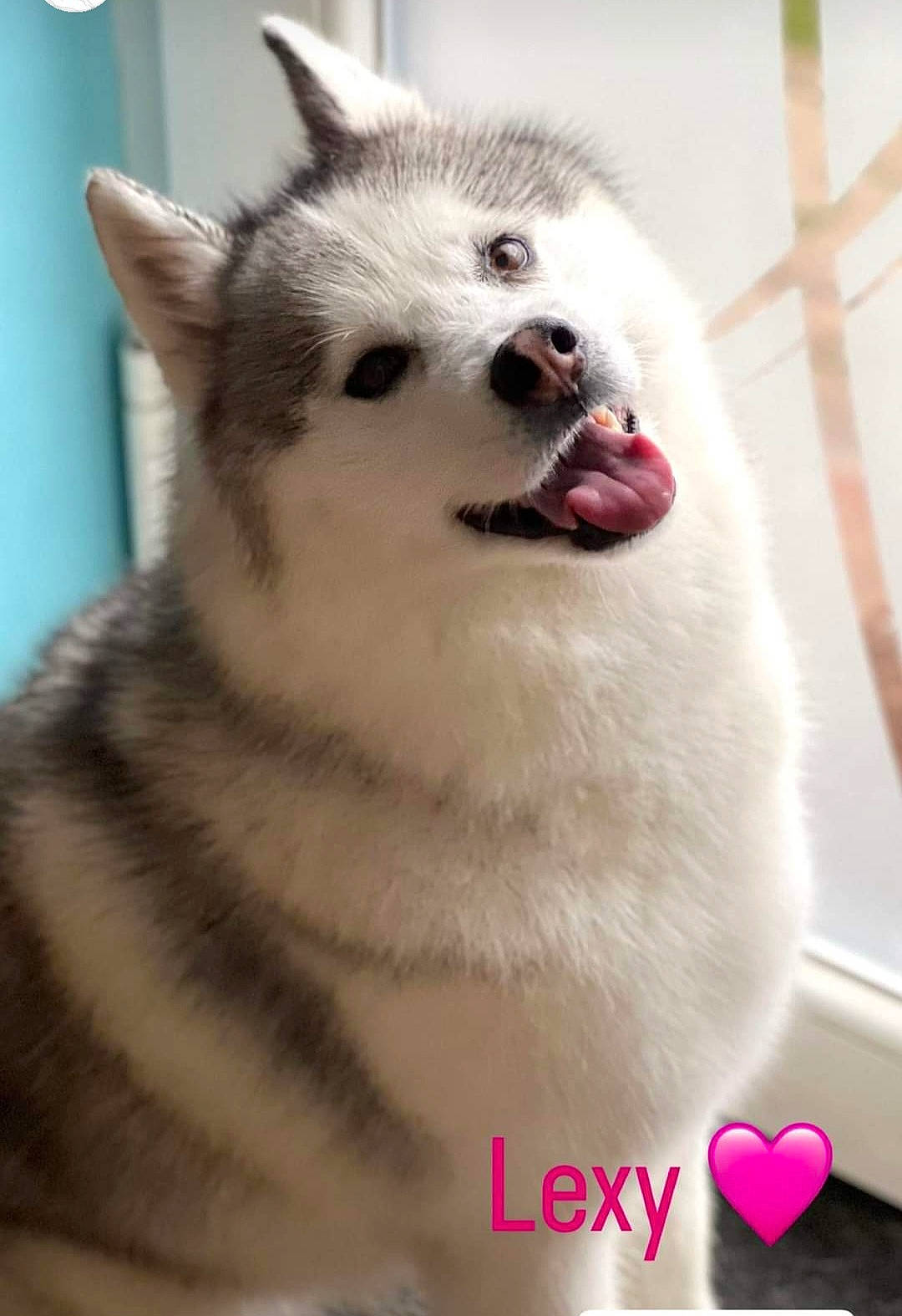 Lexy