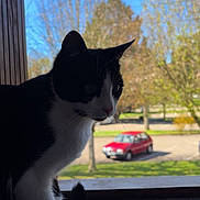 Irys a rejoint le concours — aidez-le/la à gagner de superbes lots ! cat, black_and_white, windowsill, indoor, outdoor, tree, car, red_car, daytime, sunlight, pet, animal, curious, feline, window, nature, leafy, shadow, silhouette, quiet