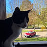 cat, black_and_white, windowsill, indoor, outdoor, tree, car, red_car, daytime, sunlight, pet, animal, curious, feline, window, nature, leafy, shadow, silhouette, quiet