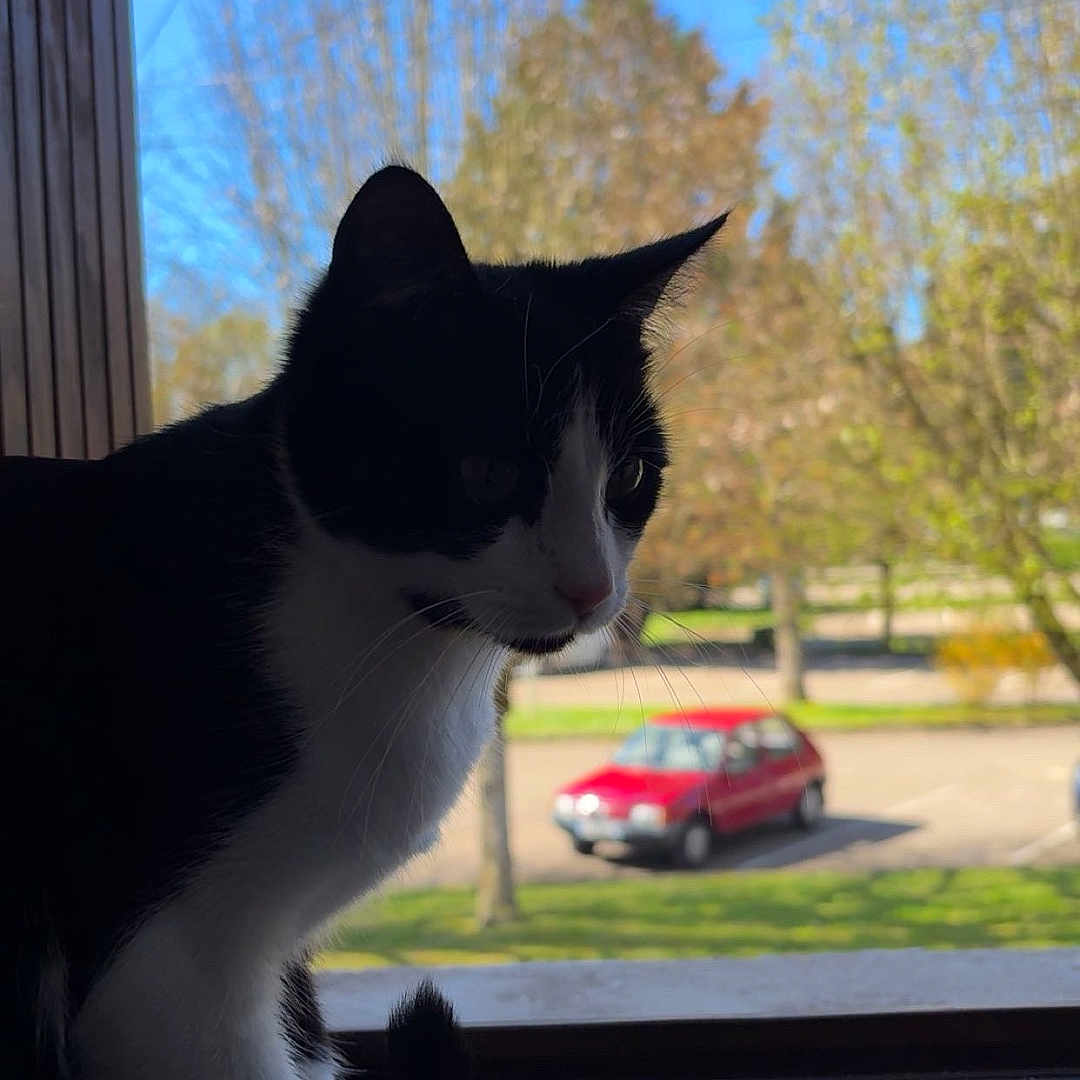 Irys a rejoint le concours — aidez-le/la à gagner de superbes lots ! cat, black_and_white, windowsill, indoor, outdoor, tree, car, red_car, daytime, sunlight, pet, animal, curious, feline, window, nature, leafy, shadow, silhouette, quiet