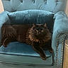 cat, black_cat, fluffy_cat, pet, feline, chair, armchair, blue_furniture, indoor, home, carpet, relaxing, animal, cute, domestic_animal, cozy, fur, whiskers, alert, resting