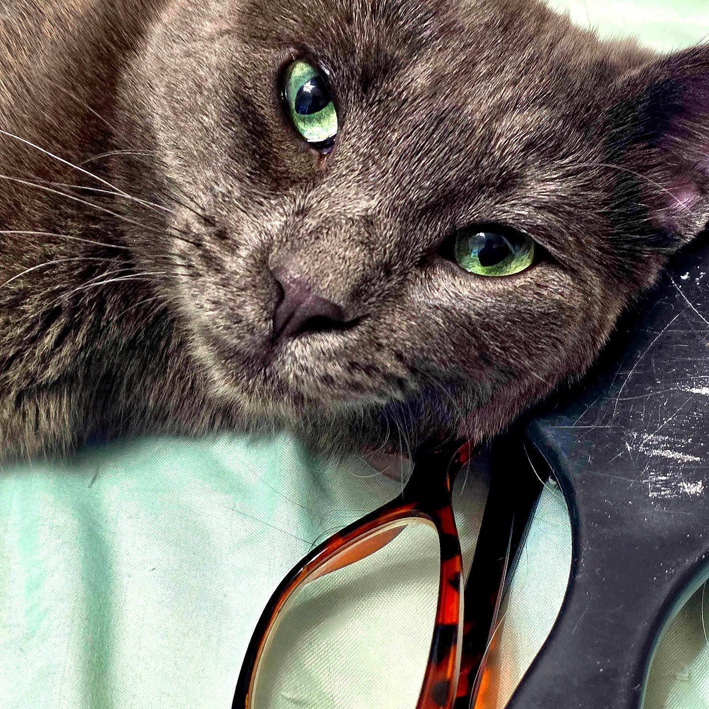 Beebeebaby joined the competition — help win amazing prizes! animal, black_hairbrush, cat, close_up, closeup, curious, fabric, face, fur, glasses, green_eyes, grey_cat, hairbrush, indoor, light_colored, lying_down, pet, relaxed, tortoiseshell_glasses, whiskers