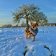Curly a rejoint le concours — aidez-le/la à gagner de superbes lots ! dog, snow, winter, plaid_jacket, outdoor, tree, cold, pet, canine, frost, nature, sky, small_dog, fur, animal, landscape, field, walking, daytime, alert