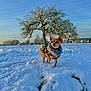 dog, snow, winter, plaid_jacket, outdoor, tree, cold, pet, canine, frost, nature, sky, small_dog, fur, animal, landscape, field, walking, daytime, alert