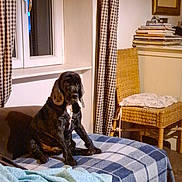 Diego participe au concours pour gagner de l'argent avec cette photo : dog, indoor, blanket, couch, window, curtains, wicker_chair, cushion, books, magazines, checkered_pattern, black_dog, white_markings, furniture, living_room, cozy, soft_lighting, pet, resting, home_decor