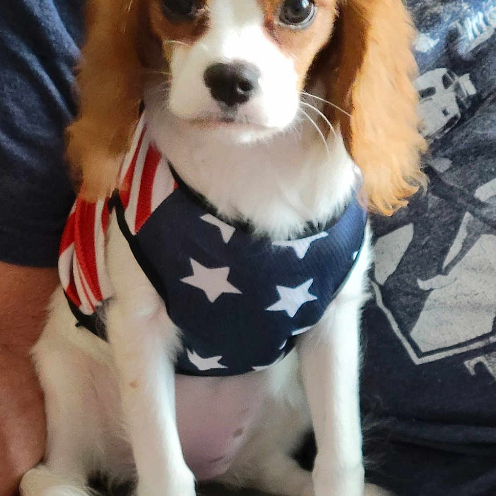 Bella joined the competition — help win amazing prizes! accessories, animal, bandana, canine, clothing, cockerspaniel, cushion, dog, face, formalwear, head, headband, homedecor, hound, person, pet, photography, portrait, puppy, tie