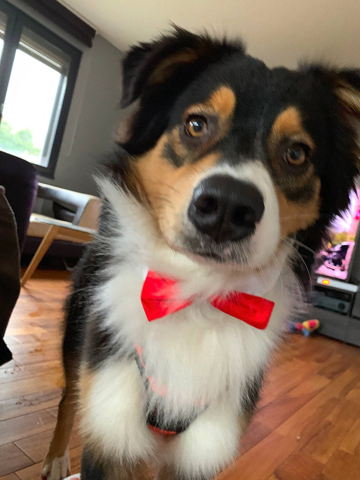 Pablo a rejoint le concours — aidez-le/la à gagner de superbes lots ! australian_collie, australian_shepherd, border_collie, canidae, carnivore, companion_dog, dog, dog_breed, english_shepherd, eye, fur, herding_dog, mammal, miniature_australian_shepherd, nose, puppy, shetland_sheepdog, snout, sporting_group, vertebrate