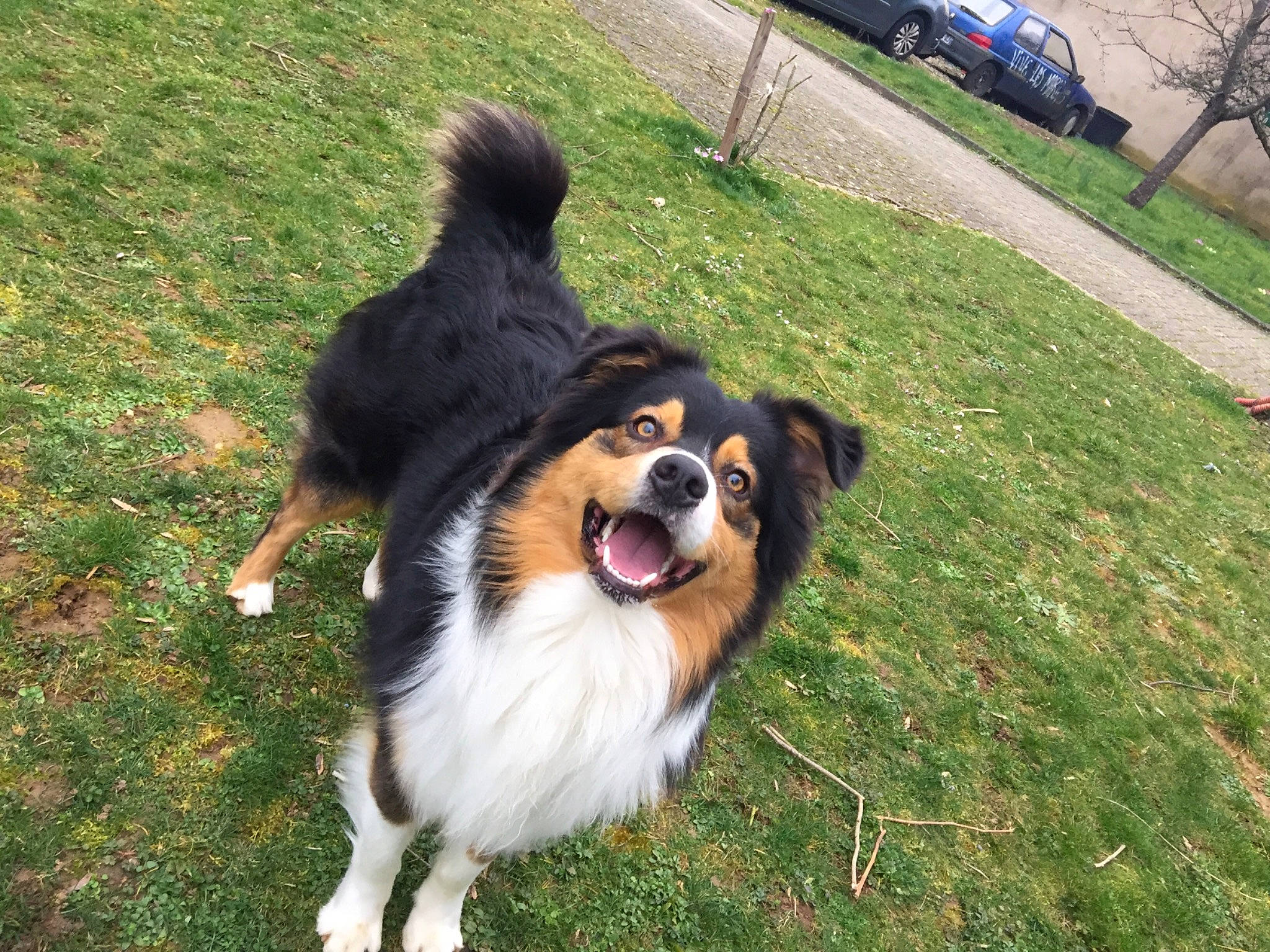 Pablo participe au concours pour gagner de l'argent avec cette photo : australian_collie, australian_shepherd, bernese_mountain_dog, border_collie, canidae, carnivore, collie, companion_dog, dog, dog_breed, english_shepherd, grass, herding_dog, mammal, miniature_australian_shepherd, rare_breed_dog, sporting_group, vertebrate, welsh_sheepdog, working_dog