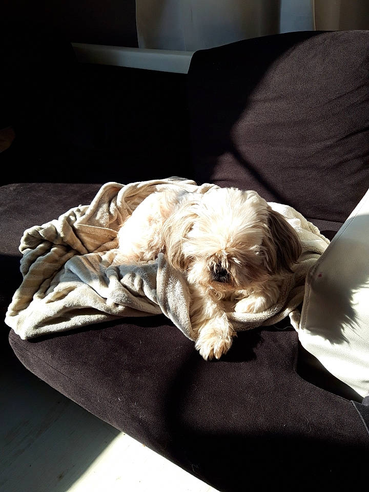 Eclair a rejoint le concours — aidez-le/la à gagner de superbes lots ! canidae, carnivore, cockapoo, comfort, companion_dog, couch, dog, dog_breed, fur, furniture, irish_soft_coated_wheaten_terrier, maltese, morkie, nap, puppy, schnoodle, shih_tzu, sleep, tibetan_terrier, toy_dog