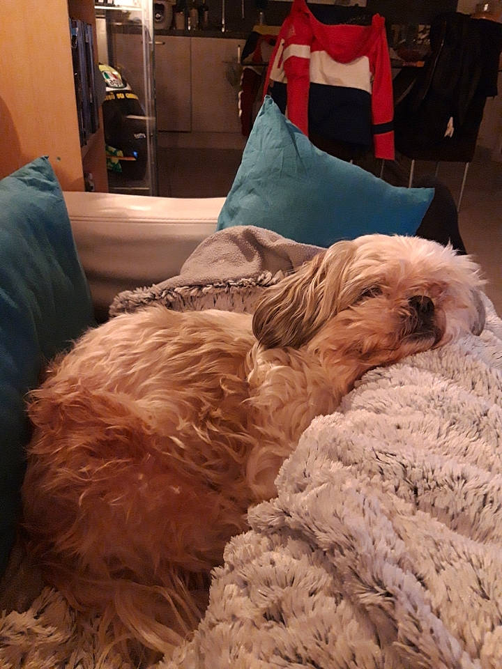 Eclair a rejoint le concours — aidez-le/la à gagner de superbes lots ! canidae, carnivore, cavapoo, cockapoo, companion_dog, dog, dog_breed, fur, glen_of_imaal_terrier, goldendoodle, irish_soft_coated_wheaten_terrier, nap, norfolk_terrier, schnoodle, sporting_group, terrier, tibetan_terrier, toy_dog