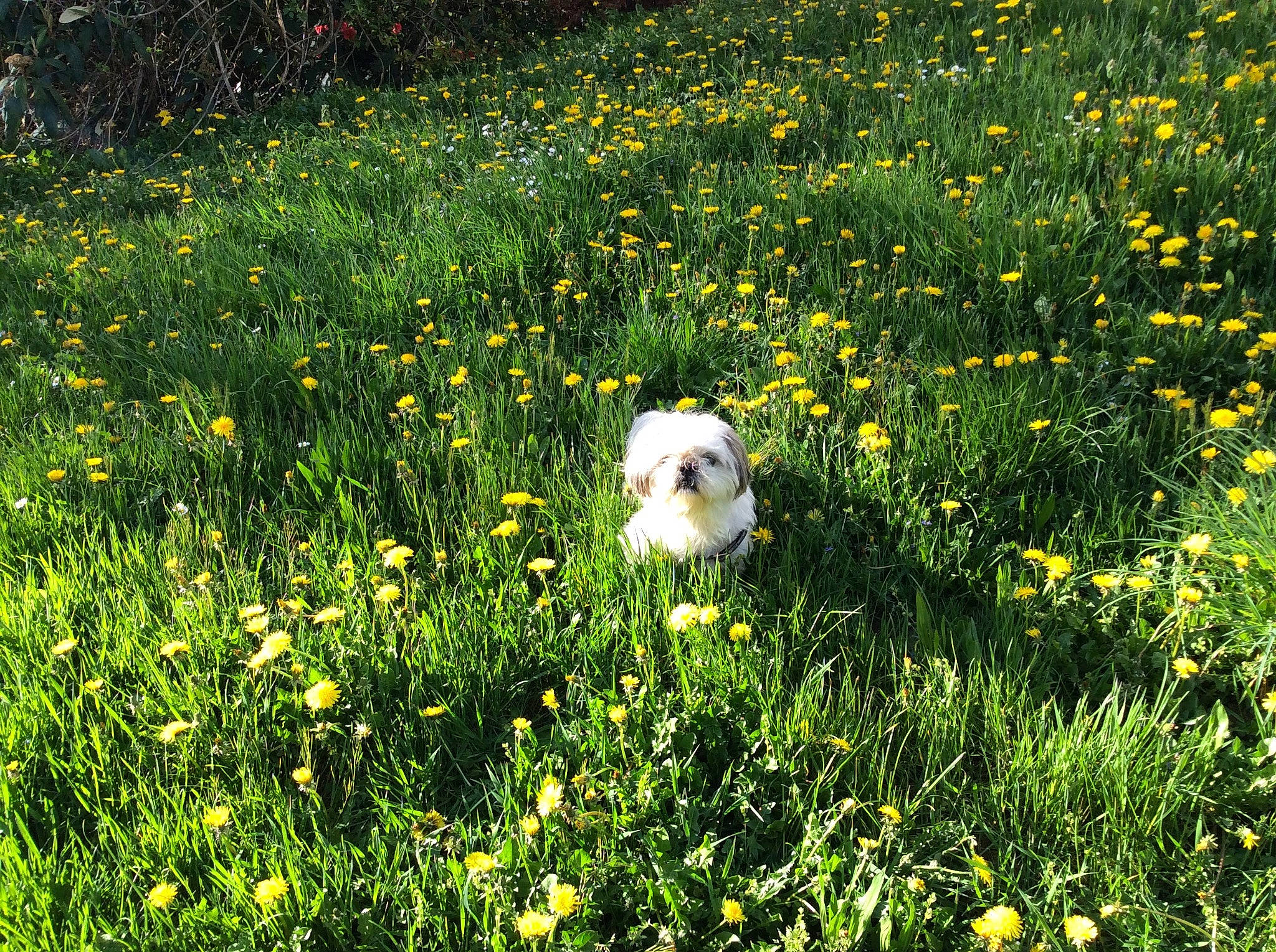 Eclair participe au concours pour gagner de l'argent avec cette photo : canidae, carnivore, daisy_family, dog, dog_breed, flower, flowering_plant, grass, grass_family, meadow, plant, prairie, shrub, sporting_group, spring, toy_dog, wildflower