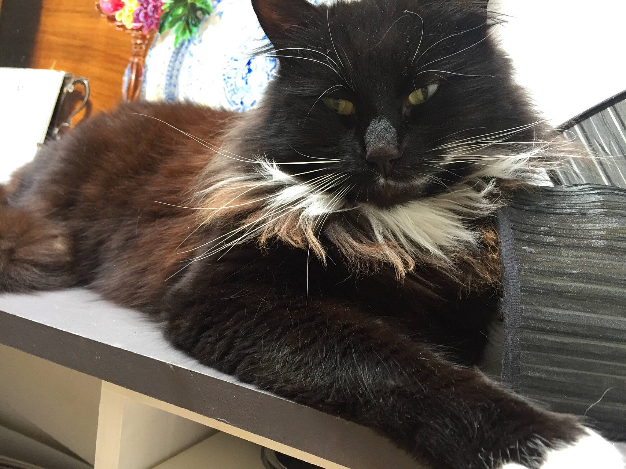 Socquette a rejoint le concours — aidez-le/la à gagner de superbes lots ! asian, black_cat, carnivore, cat, domestic_long_haired_cat, domestic_short_haired_cat, felidae, fur, kitten, maine_coon, mammal, nebelung, norwegian_forest_cat, small_to_medium_sized_cats, tail, whiskers