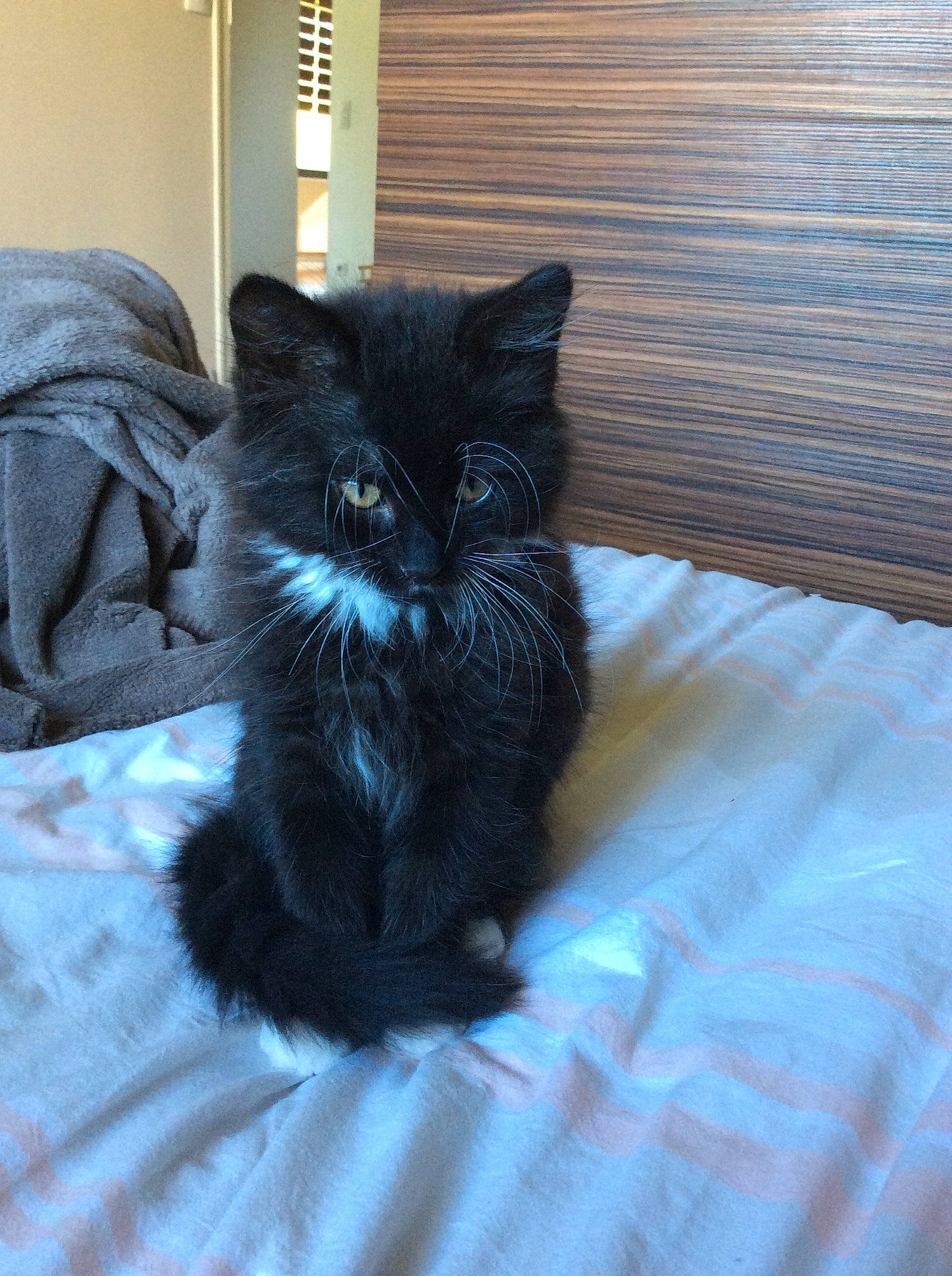 Socquette a rejoint le concours — aidez-le/la à gagner de superbes lots ! asian, asian_semi_longhair, black, black_cat, british_semi_longhair, carnivore, cat, domestic_long_haired_cat, domestic_short_haired_cat, felidae, fur, mammal, norwegian_forest_cat, persian, small_to_medium_sized_cats, snout, whiskers