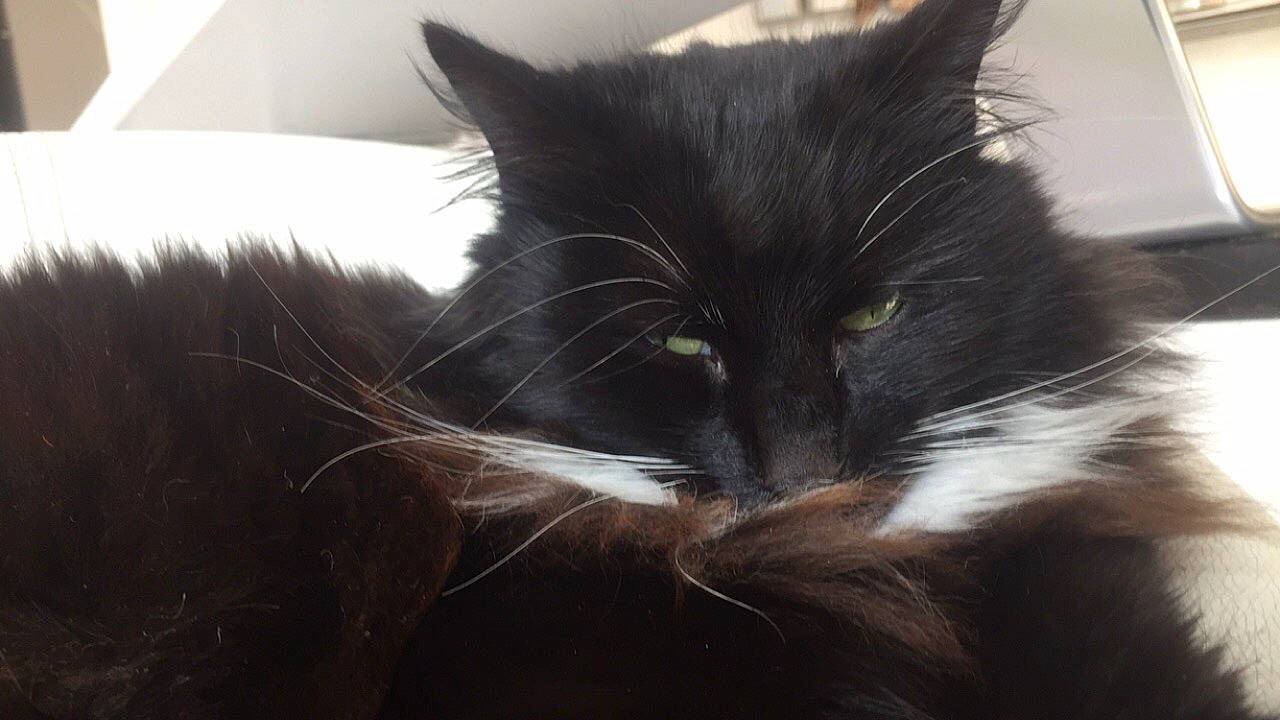 Socquette participe au concours pour gagner de l'argent avec cette photo : black, black_and_white, black_cat, carnivore, cat, domestic_long_haired_cat, ear, eye, felidae, fur, kitten, mammal, norwegian_forest_cat, sky, small_to_medium_sized_cats, snout, square, tail, whiskers