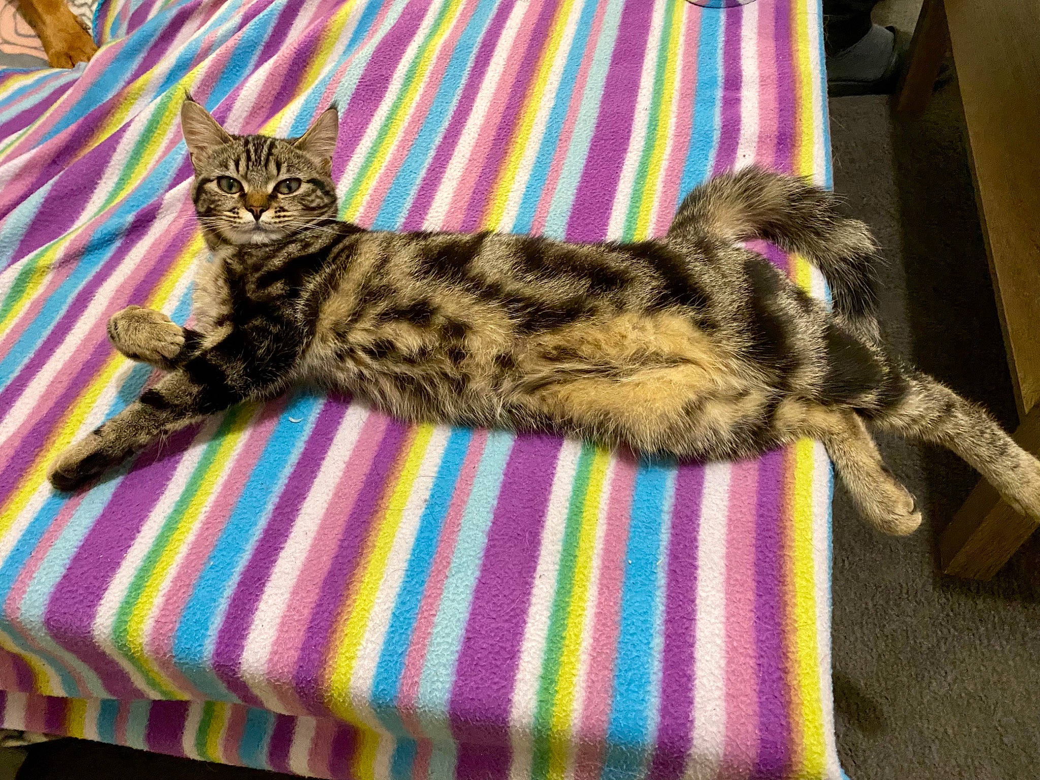 Moon a rejoint le concours — aidez-le/la à gagner de superbes lots ! carnivore, cat, cat_bed, cat_supply, claw, comfort, domestic_short_haired_cat, fawn, felidae, fur, magenta, pattern, paw, sitting, small_to_medium_sized_cats, snout, tail, terrestrial_animal, textile, whiskers