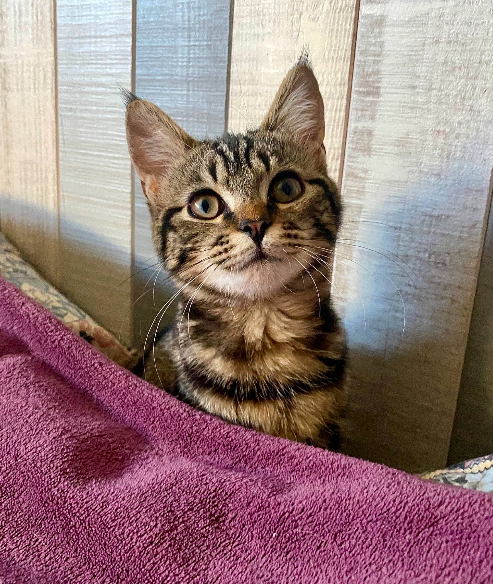 Moon participe au concours pour gagner de l'argent avec cette photo : carnivore, cat, cat_supply, domestic_short_haired_cat, felidae, fur, small_to_medium_sized_cats, snout, terrestrial_animal, whiskers, wildlife, window