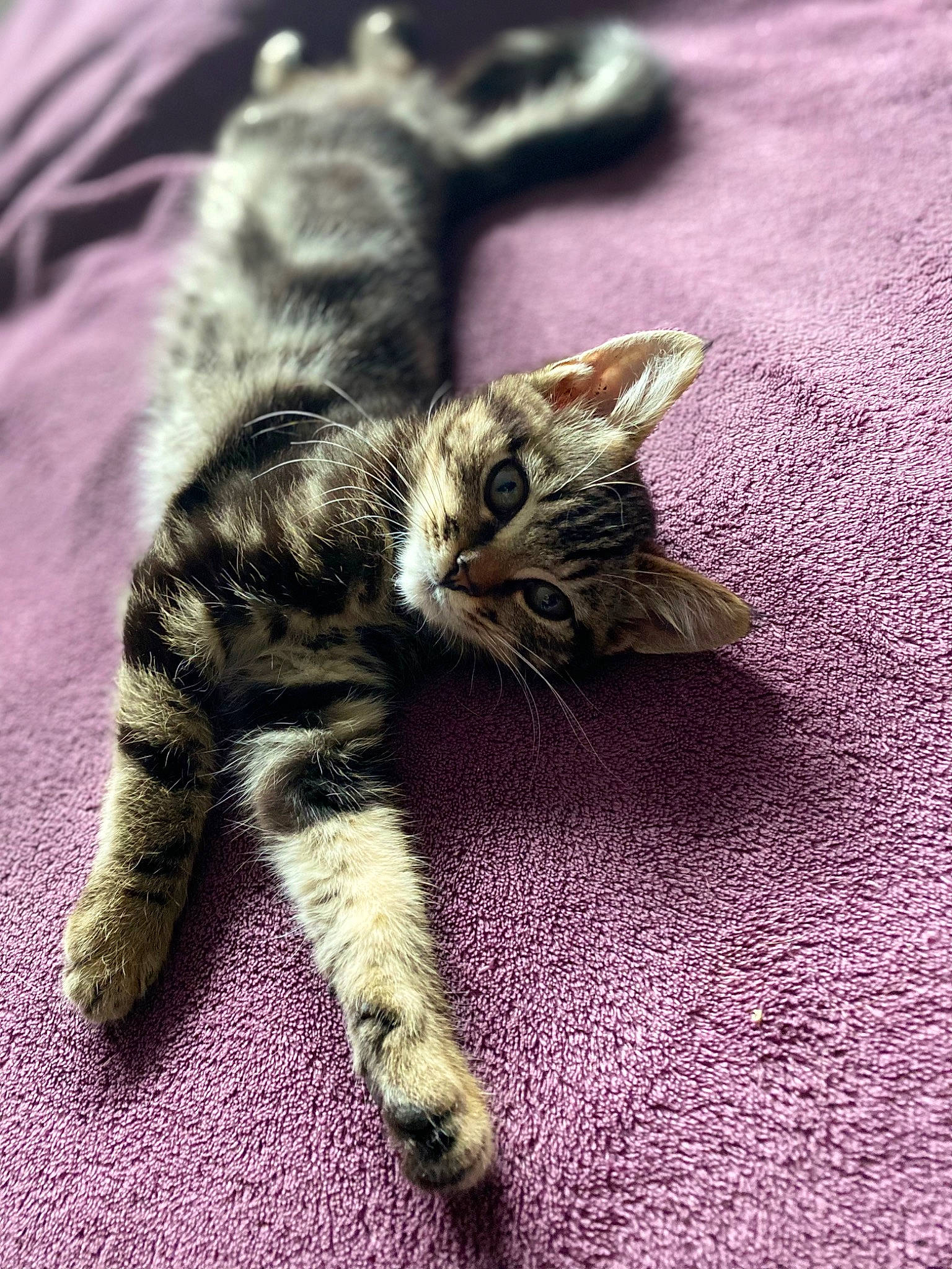 Moon a rejoint le concours — aidez-le/la à gagner de superbes lots ! carnivore, cat, claw, comfort, domestic_short_haired_cat, fawn, felidae, fur, grass, nail, nap, pattern, paw, small_to_medium_sized_cats, tail, terrestrial_animal, whiskers