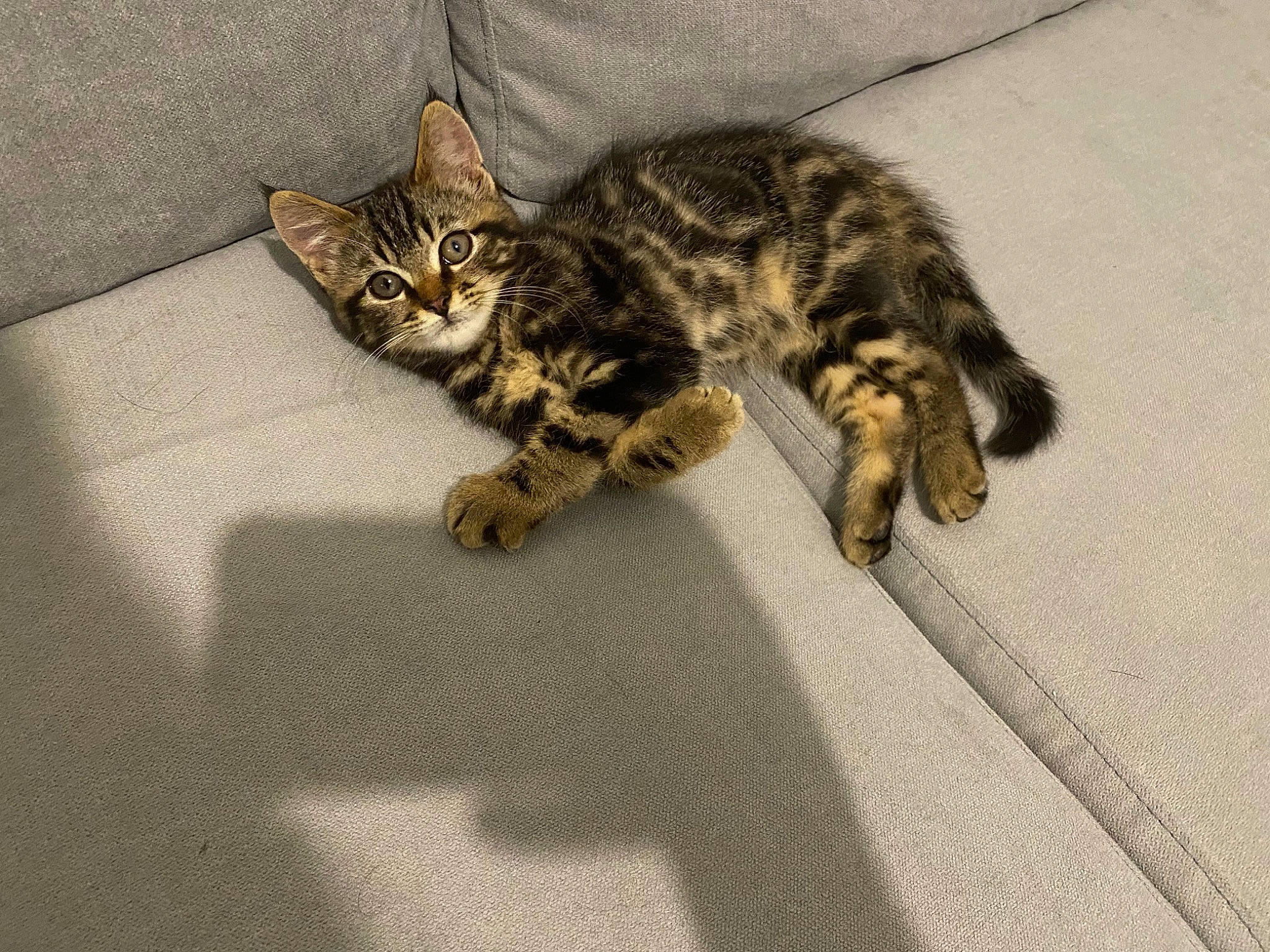 Moon participe au concours pour gagner de l'argent avec cette photo : carnivore, cat, claw, domestic_short_haired_cat, eye, fawn, felidae, flooring, fur, paw, small_to_medium_sized_cats, snout, tail, terrestrial_animal, whiskers, wildlife