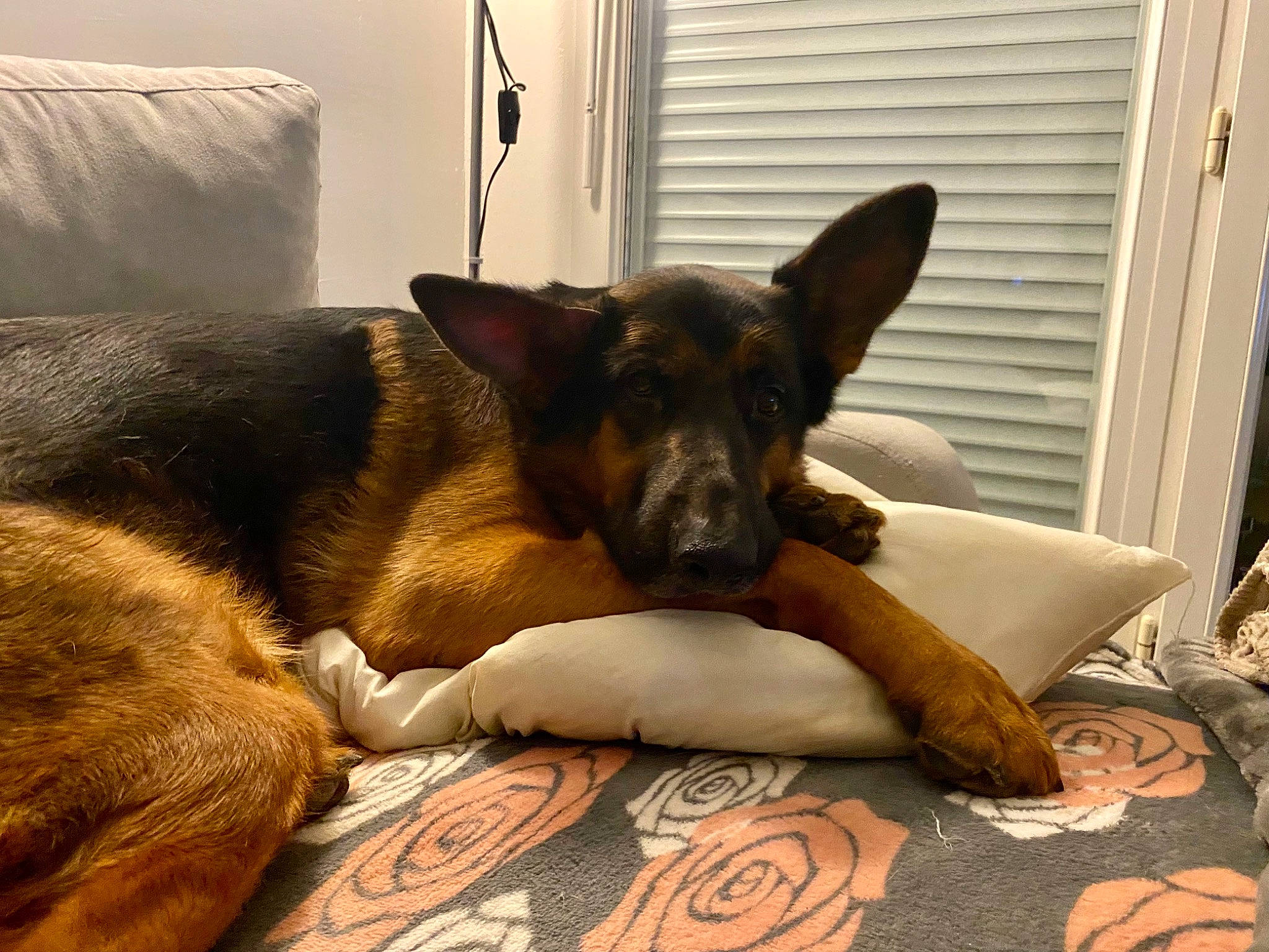 Onix participe au concours pour gagner de l'argent avec cette photo : bored, canidae, carnivore, comfort, companion_dog, dog, dog_breed, dog_supply, ear, fawn, fur, paw, room, snout, sporting_group, whiskers, window, window_blind, working_animal, working_dog