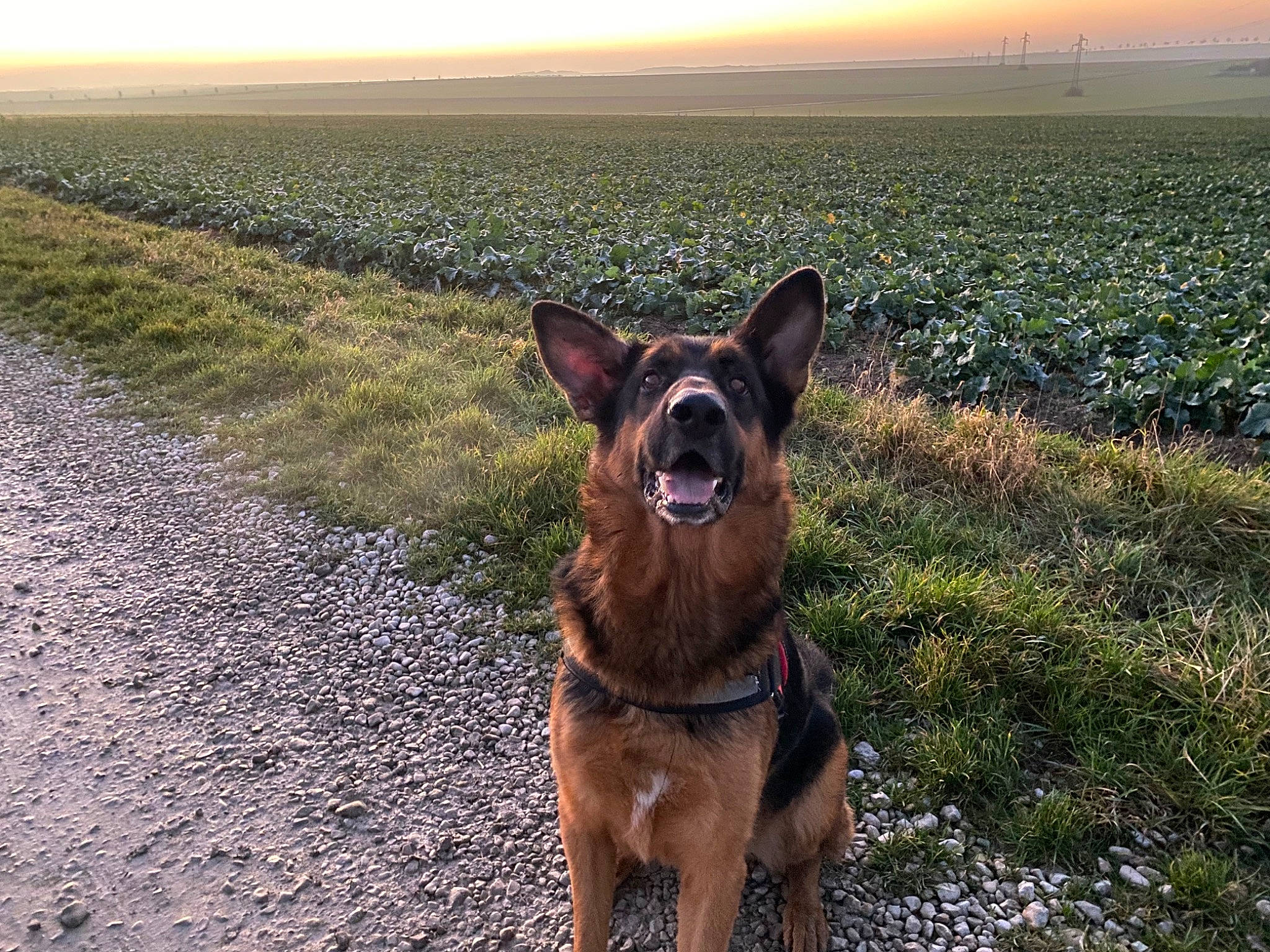 Onix participe au concours pour gagner de l'argent avec cette photo : carnivore, collar, dog, dog_breed, dog_collar, fawn, field, grass, grassland, herding_dog, horizon, landscape, liver, people_in_nature, plant, prairie, sky, soil, whiskers, working_animal