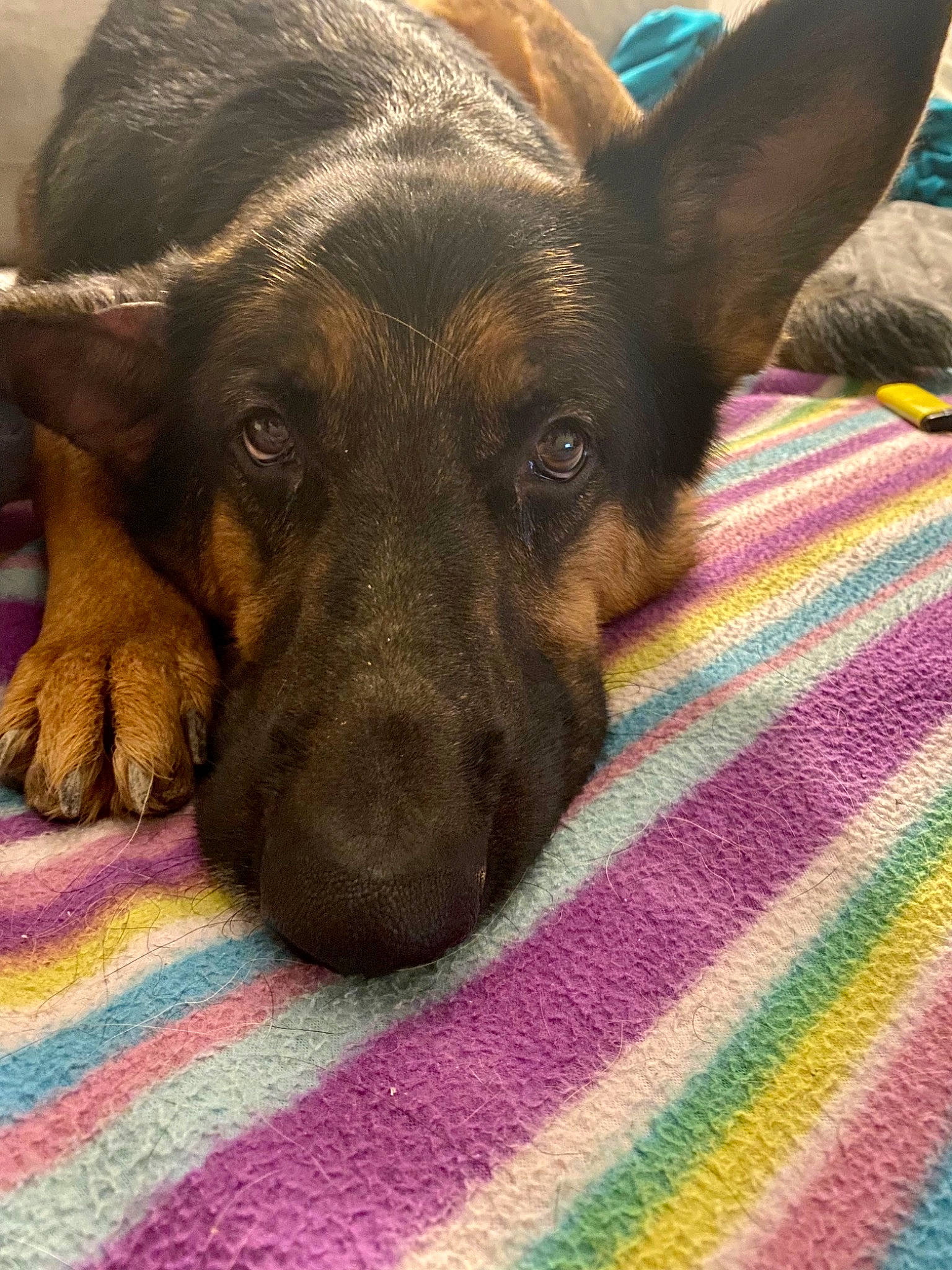 Onix a rejoint le concours — aidez-le/la à gagner de superbes lots ! canidae, carnivore, comfort, companion_dog, dog, dog_breed, ear, fawn, fur, guard_dog, liver, magenta, pattern, paw, snout, sporting_group, toy_dog, whiskers, working_animal, woven_fabric