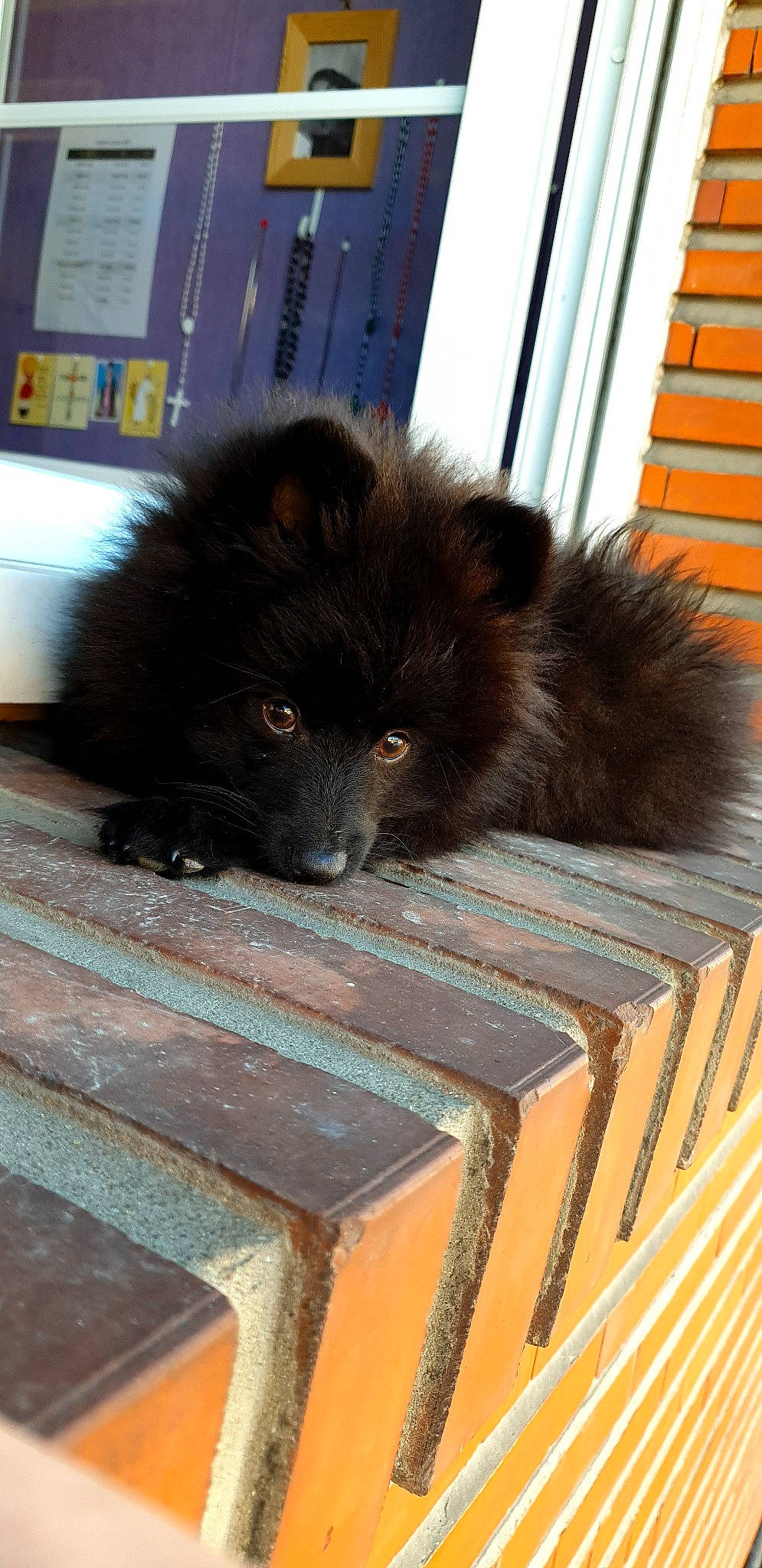 Simba a rejoint le concours — aidez-le/la à gagner de superbes lots ! canidae, carnivore, companion_dog, dog, dog_breed, eurasier, fawn, german_spitz, german_spitz_klein, german_spitz_mittel, mammal, non_sporting_group, pomeranian, spitz, toy_dog, vertebrate