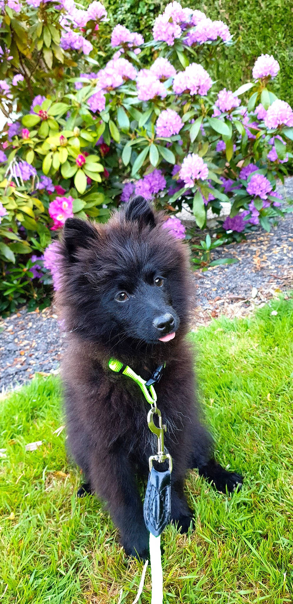 Simba a rejoint le concours — aidez-le/la à gagner de superbes lots ! belgian_shepherd, bohemian_shepherd, canidae, carnivore, dog, dog_breed, flower, german_spitz_mittel, groenendael, herding_dog, mammal, mudi, plant, puppy, rare_breed_dog, schipperke, swedish_lapphund, vertebrate