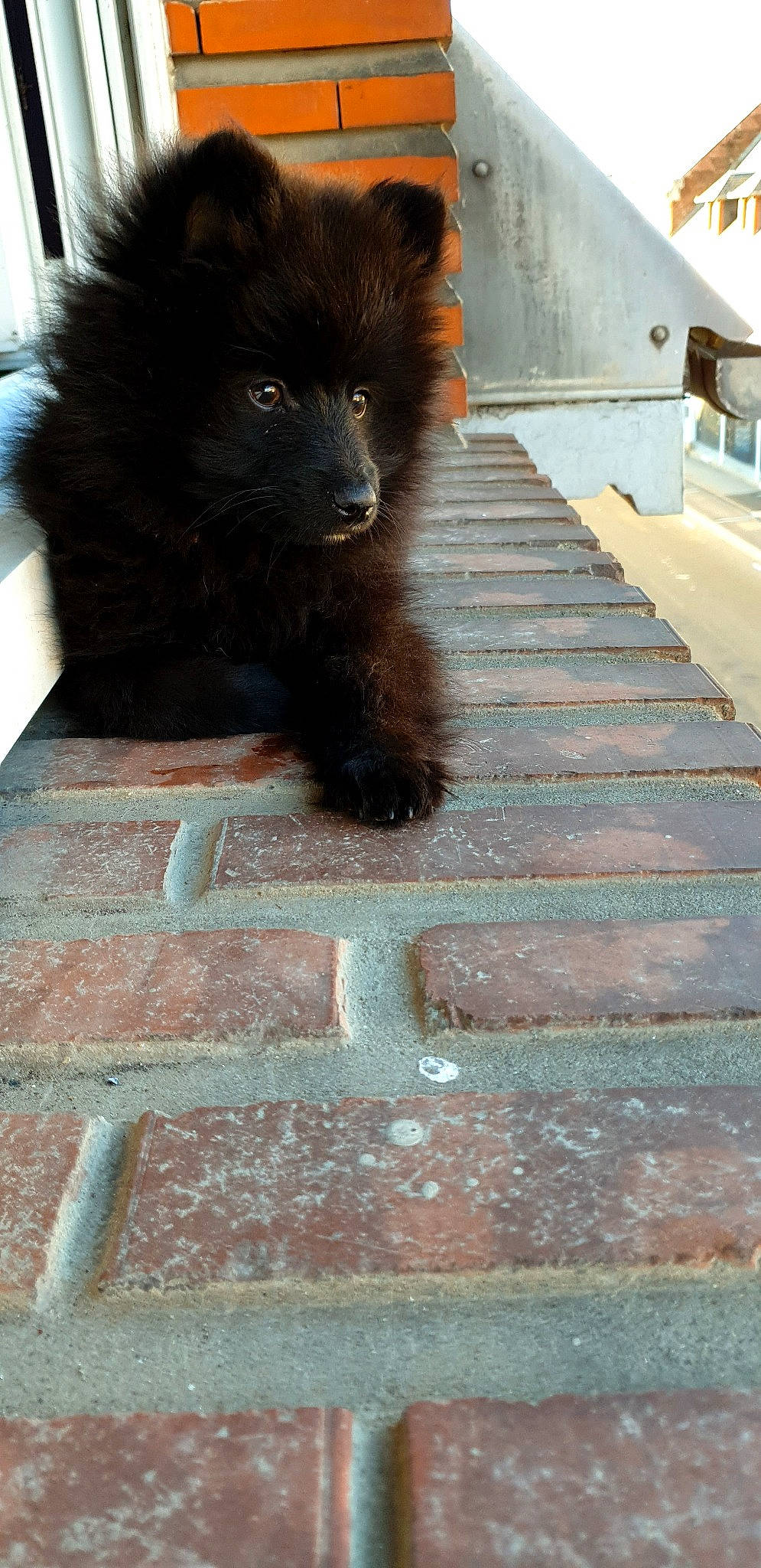 Simba a rejoint le concours — aidez-le/la à gagner de superbes lots ! canidae, carnivore, companion_dog, dog, dog_breed, eurasier, german_spitz, german_spitz_klein, german_spitz_mittel, mammal, non_sporting_group, pomeranian, schipperke, spitz, swedish_lapphund, vertebrate