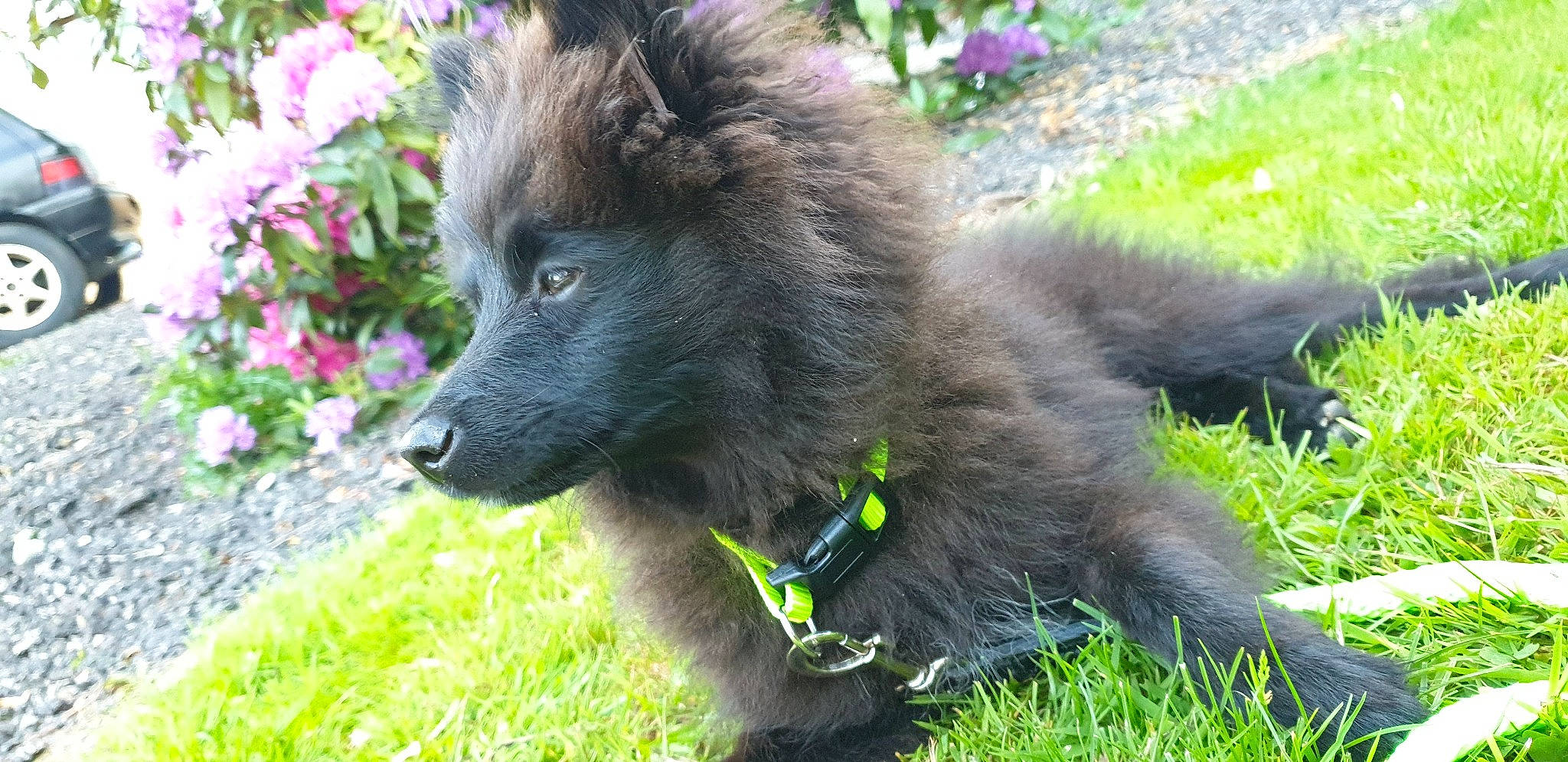 Simba a rejoint le concours — aidez-le/la à gagner de superbes lots ! belgian_shepherd, canidae, carnivore, companion_dog, dog, dog_breed, eurasier, german_spitz_mittel, grass, groenendael, mammal, plant, puppy, snout, sporting_group, vertebrate