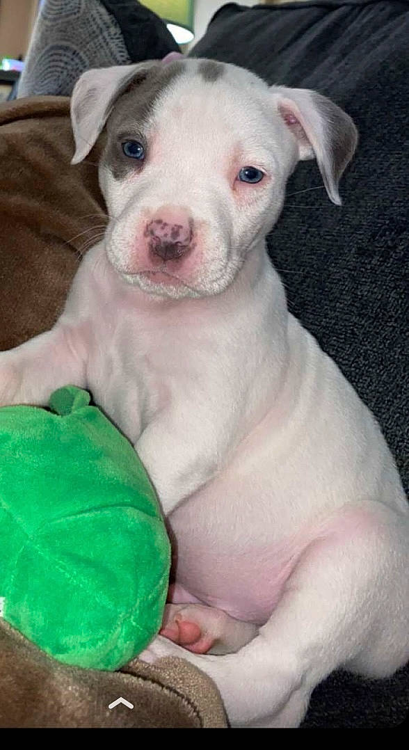 Diesel is registered to the contest to win money with this photo: canidae, carnivore, comfort, companion_dog, cordoba_fighting_dog, corgi_chihuahua, dog, dog_breed, dogo_argentino, fawn, flesh, non_sporting_group, photography, pink, sporting_group, terrestrial_animal, toy_dog, whiskers, working_animal, wrinkle