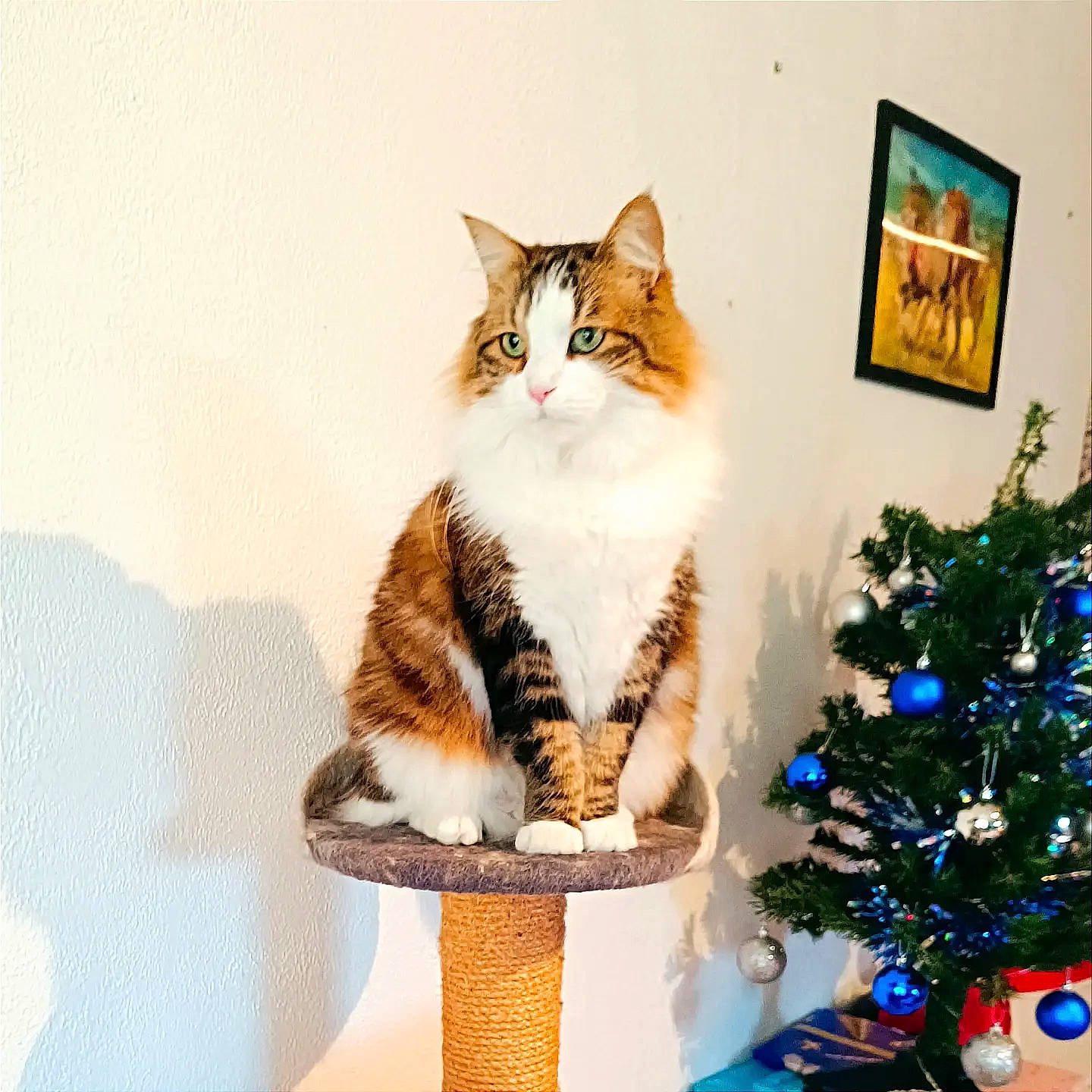 Eiko participe au concours pour gagner de l'argent avec cette photo : art, carnivore, cat, christmas_ornament, christmas_tree, domestic_short_haired_cat, event, fawn, felidae, fur, paw, picture_frame, plant, shelf, small_to_medium_sized_cats, stairs, tail, tree, whiskers, window